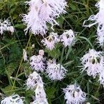 Dianthus superbusOther