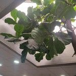 Ficus lyrata Folha