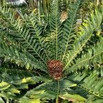 Encephalartos ferox Hostoa