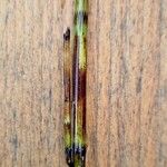 Equisetum fluviatile Leaf