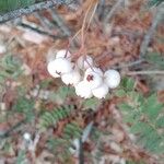 Sorbus koehneana Fruit