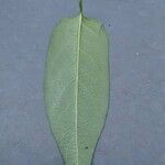 Lonicera acuminata Leaf