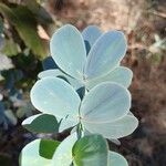 Chamaecrista desvauxii Fuelha