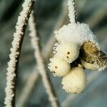 Symphoricarpos albus 果實