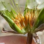 Taraxacum obovatum Plod