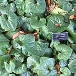 Asarum caudatum Yaprak