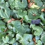 Asarum caudatum ᱥᱟᱠᱟᱢ