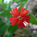 Silene laciniata Flower