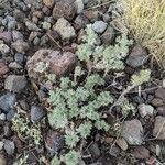 Artemisia frigida Blatt