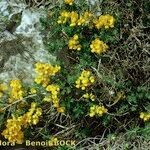 Cytisus ardoinoi Other