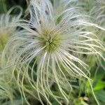 Clematis orientalis Fruit