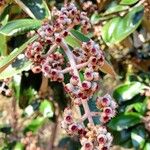 Miconia albicans Fruchs