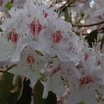 Rhododendron yunnanense Fiore
