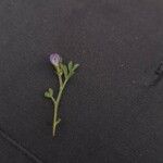 Vicia lentoides Flower