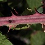 Rubus questieri その他の提案