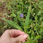 Stachytarpheta indica Fleur