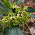 Daphne laureola ফুল