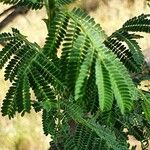 Vachellia etbaica Folha