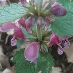 Lamium orvalaVirág