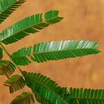 Pentaclethra eetveldeana Leaf