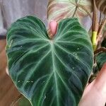 Philodendron verrucosum Blad