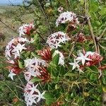 Carissa spinarum Flower