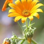 Ursinia calenduliflora