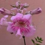 Podranea ricasoliana Flower