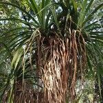 Pandanus urophyllus Other