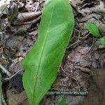 Andersonglossum virginianum Folha