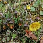 Tussilago farfaraÕis