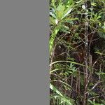 Marsdenia paulforsteri 樹皮