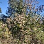 Quercus lobata Hábito