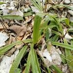 Carex plantaginea Leaf