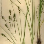 Carex muricata Altul/Alta