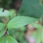 Ageratina riparia Leaf