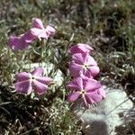 Phlox mesoleuca 整株植物