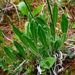 Biscutella laevigata Feuille