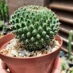 Mammillaria winterae Habit