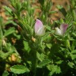 Ononis diffusa Flower