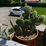 Opuntia microdasys Φύλλο