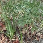 Lupinus sericeus Yaprak
