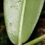 Marcgravia brownei Hoja