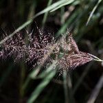 Melinis minutiflora Flower