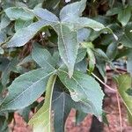 Liquidambar formosana List