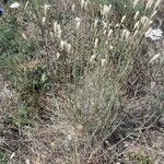 Phalaris aquatica عادت داشتن