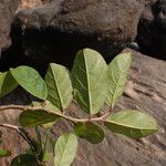 Antidesma venosum Leaf