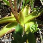 Pinguicula alpina Hoja