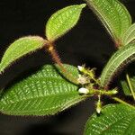 Miconia crenata Leaf