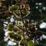 Ptelea trifoliata Fruchs